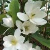 Magnolia Fairy White - Michelia Hybride 1 Magnolia Fairy White - Michelia Hybride -Promos Jardin Bulbes Magasin Magnolia Fairy White Michelia hybride blanc 79053 1