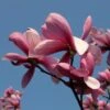 Magnolia Galaxy -Promos Jardin Bulbes Magasin Magnolia Galaxy 100268 1