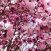 Magnolia Iolanthe -Promos Jardin Bulbes Magasin Magnolia Iolanthe copyright 16758 1