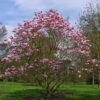 Magnolia Star Wars - Magnolia Campbellii (x) Liliiflora 1 Magnolia Star Wars - Magnolia Campbellii (x) Liliiflora -Promos Jardin Bulbes Magasin Magnolia Star Wars 82210 1