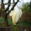 Magnolia Yellow Lantern -Promos Jardin Bulbes Magasin Magnolia Yellow Lantern copyright 18302 1