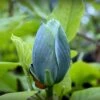Magnolia Acuminata Blue Baby -Promos Jardin Bulbes Magasin Magnolia acuminata Blue Baby IF 17923 1