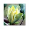 Magnolia Acuminata Blue Opal -Promos Jardin Bulbes Magasin Magnolia acuminata Blue Opal 84152 1