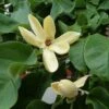 Magnolia Brooklynensis Yellow Bird -Promos Jardin Bulbes Magasin Magnolia brooklyniensisYellow Bird 84155 1