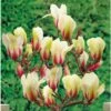 Magnolia Denudata Sunrise -Promos Jardin Bulbes Magasin Magnolia con Sunrise 16339 1