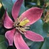 Magnolia Figo Stellar Ruby -Promos Jardin Bulbes Magasin Magnolia figo Stellar Ruby IF 19038 1