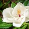Magnolia Grandiflora Goliath - Laurier-tulipier -Promos Jardin Bulbes Magasin Magnolia grandiflora Goliath copyright 1001501 1
