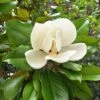 Magnolia Grandiflora Nana - Laurier-tulipier -Promos Jardin Bulbes Magasin Magnolia grandiflora Nana praecox Laurier tulipier copyright 1007232 1