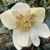 Magnolia Laevifolia Achteraan - Michelia Yunnanensis -Promos Jardin Bulbes Magasin Magnolia laevifolia Achteraan Michelia yunnanensis 16681 1