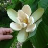 Magnolia Officinalis Biloba - Magnolia Officinal -Promos Jardin Bulbes Magasin Magnolia officinalis biloba 87142 1