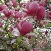 Magnolia Soulangeana Rustica Rubra -Promos Jardin Bulbes Magasin Magnolia soulangeana Rustica Rubra 781629 1