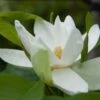Magnolia Thompsoniana -Promos Jardin Bulbes Magasin Magnolia thompsoniana 84171 1