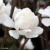 Magnolia Loebneri Wildcat -Promos Jardin Bulbes Magasin Magnolia x loebneri Wildcat 87397 1