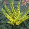 Mahonia Japonica Hivernant -Promos Jardin Bulbes Magasin Mahonia Japonica Hivernant 781779 1