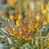 Mahonia Volcano -Promos Jardin Bulbes Magasin Mahonia Volcano copyright 16583 1