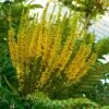 Mahonia Bealei -Promos Jardin Bulbes Magasin Mahonia bealei 89656 1