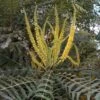 Mahonia Oiwakensis Subsp. Lomariifolia -Promos Jardin Bulbes Magasin Mahonia oiwakensis subsp lomariifolia 87143 1