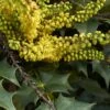 Mahonia (x) Wagneri Fireflame -Promos Jardin Bulbes Magasin Mahonia x wagneri Fireflame copyright 17030 1 1