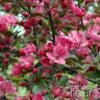 Pommier D'ornement - Malus Liset -Promos Jardin Bulbes Magasin Malus Liset 100153 1