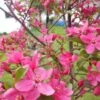 Pommier D'ornement - Malus Prairiefire -Promos Jardin Bulbes Magasin Malus PrairieFire 84175 1
