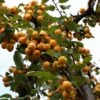 Malus Yellow Siberian - Pommier D'ornement -Promos Jardin Bulbes Magasin Malus robusta Yellow Siberian copyright 1007331 1