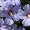Hibiscus Syriacus Azurii - Althéa -Promos Jardin Bulbes Magasin Mauve en arbre Hibiscus syriacus Azurii copyright 10064011 1