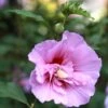 Hibiscus Syriacus Purple Pillar - Althéa -Promos Jardin Bulbes Magasin Mauve en arbre Hibiscus syriacus Purple Pillar copyright 1002541 1