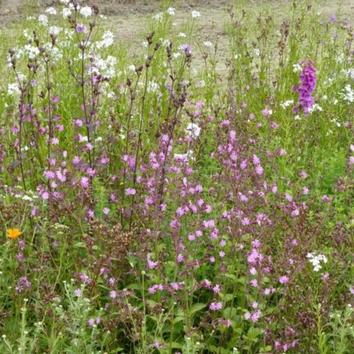 Mélange De Fleurs Sauvages Ombres & Lumières -Promos Jardin Bulbes Magasin Melange de fleurs sauvages Ombres et Lumieres V 19669 1