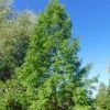 Metasequoia Glyptostroboides -Promos Jardin Bulbes Magasin Metasequoia glyptostroboides 84180 1
