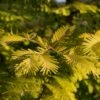 Metasequoia Glyptostroboides Gold Rush 2 Metasequoia Glyptostroboides Gold Rush -Promos Jardin Bulbes Magasin Metasequoia glyptostroboides Gold Rush 84179 1