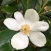 Magnolia Yunnanensis - Michelia -Promos Jardin Bulbes Magasin Michelia yunnanensis ou Magnolia yunnanensis IF 18006 1