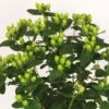 Millepertuis - Hypericum Inodorum Miracle Pistache -Promos Jardin Bulbes Magasin Millepertuis Hypericum inodorum Miracle Pistache IF 17912 1