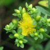 Millepertuis - Hypericum Kalmianum Cobalt-n-Gold -Promos Jardin Bulbes Magasin Millepertuis Hypericum kalmianum Cobalt n Gold LD 1006682 1