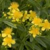 Millepertuis - Hypericum Kalmianum Sunny Boulevard 1 Millepertuis - Hypericum Kalmianum Sunny Boulevard -Promos Jardin Bulbes Magasin Millepertuis Hypericum kalmianum Sunny Boulevard IF 1006691 1