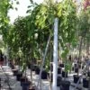 Morus Alba Pendula - Mûrier Blanc Pleureur -Promos Jardin Bulbes Magasin Morus alba Pendula 87299 1