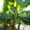 Musa Sikkimensis Red Tiger - Bananier Du Sikkim -Promos Jardin Bulbes Magasin Musa sikkimensis 84647 1