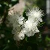 Myrtus Communis - Myrte Commun -Promos Jardin Bulbes Magasin Myrtus communis Myrte commun copyright 1007432 1