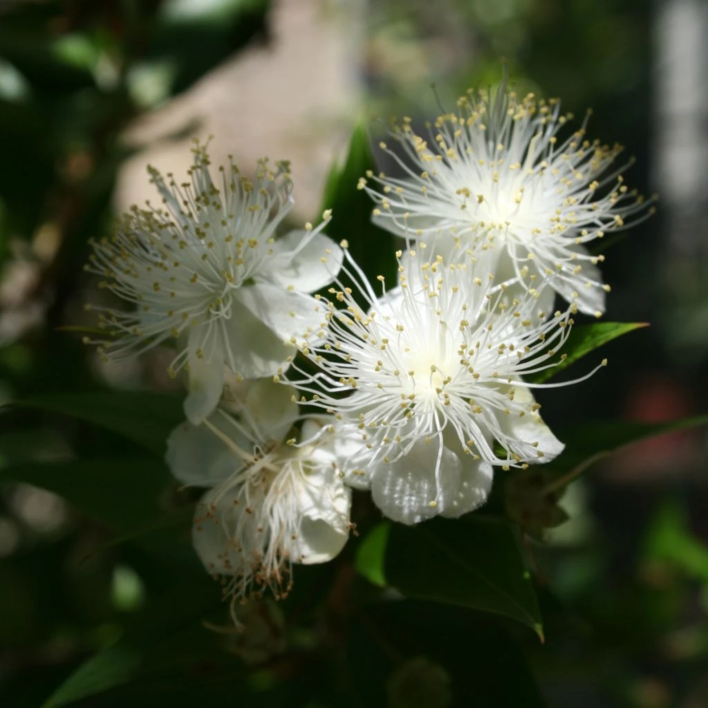 Myrtus Communis - Myrte Commun 3 Myrtus Communis - Myrte Commun