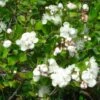 Myrtus Luma - Myrte Du Chili -Promos Jardin Bulbes Magasin Myrtus luma 82214 1
