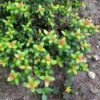 Myrtus Ugni - Ugni Molinae Butterball 1 Myrtus Ugni - Ugni Molinae Butterball -Promos Jardin Bulbes Magasin Myrtus ugni Ugni molinae Butterball LD 16704 1