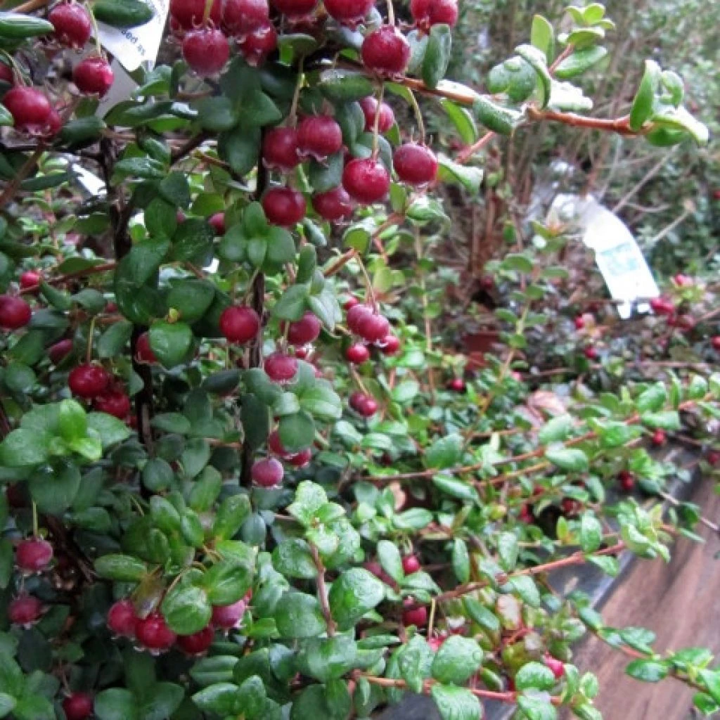 Myrtus Ugni Ou Ugni Molinae Elite 3 Myrtus Ugni Ou Ugni Molinae Elite