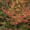 Nandina Domestica Gulf Stream - Bambou Sacré Orange Cuivre -Promos Jardin Bulbes Magasin Nandina Gulfstream 0523 1
