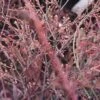 Nandina Plum Passion - Bambou Sacré -Promos Jardin Bulbes Magasin Nandina Plum Passion 782021 1