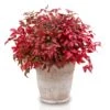Bambou Sacré - Nandina Domestica Blush Pink -Promos Jardin Bulbes Magasin Nandina domestica Blush Pink 1007442 1