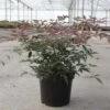 Nandina Domestica Flirt - Bambou Sacré Nain -Promos Jardin Bulbes Magasin Nandina domestica FLIRT 87158 1