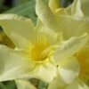 Laurier Rose Jaune Simple - Nerium Oleander -Promos Jardin Bulbes Magasin Nerium oleander Laurier rose Jaune simple 87109 1