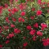 Laurier Rose - Nerium Oleander Rouge Double -Promos Jardin Bulbes Magasin Nerium oleander Rouge Double 83386 1