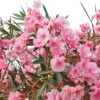 Laurier Rose - Nerium Oleander -Promos Jardin Bulbes Magasin Nerium oleander pot de 3L 83379 1