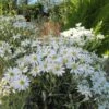 Olearia Scilloniensis -Promos Jardin Bulbes Magasin Olearia scilloniensis 83396 1