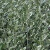 Olearia Traversii -Promos Jardin Bulbes Magasin Olearia traversi 82216 1